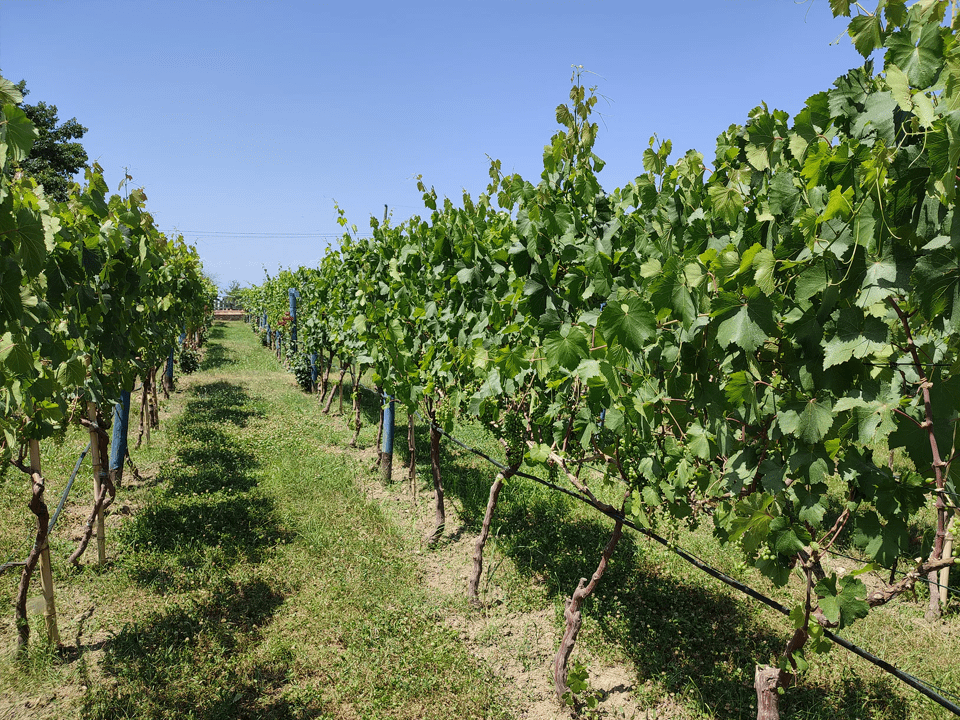 Kakheti Wine Region Trip from Tbilisi